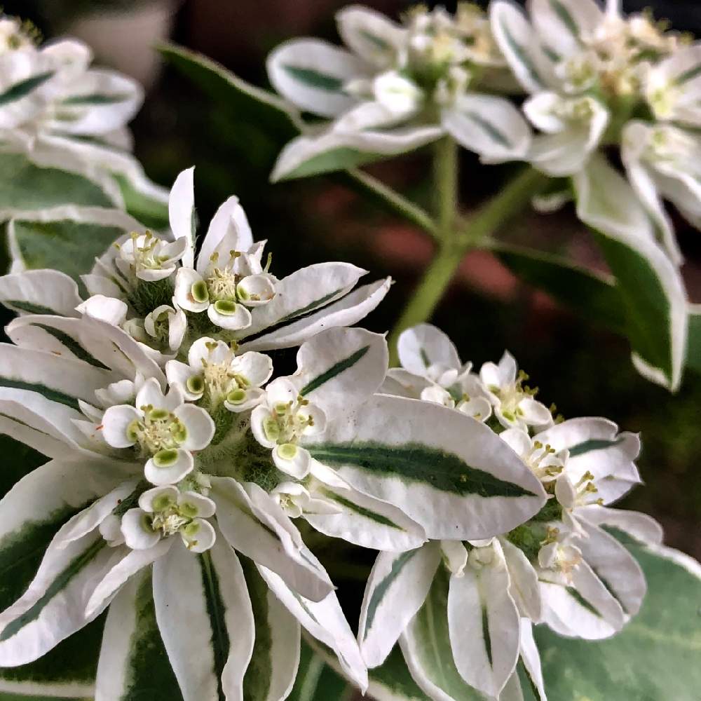 ハツユキソウの投稿画像 By Serenaさん アプローチと北の国からと夏の花と雪の花 と花のある暮らしと小さな花と北の国からと夏の花と雪の花 と花のある暮らしと小さな花 19月8月7日 Greensnap グリーンスナップ Greensnap グリーンスナップ