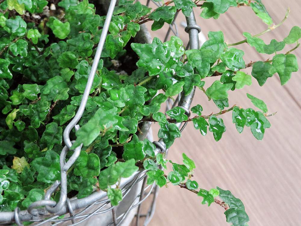 フィカスプミラ クエルキフォリアの投稿画像 By チャコさん フィカス プミラ クエルギフォリア 天使のいたずらとみどりのある暮らしと観葉植物と植物のある暮らしとボタニカルライフとグリーンのある暮らしとグリーンインテリアとグリーン グリーン グリーン と植物