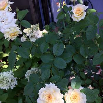 薔薇 ムーンスプライトの画像 by キントキさん | 小さな庭と薔薇 ムーンスプライトとノリウツギと❤️いいねありがとう♪といいね&フォローありがとうございます:)と暑い夏の日とコメント大歓迎♪とアナベル大好き❗️と花のある暮らしと涼しげな葉と南の庭☀️とムーンスプライト♡