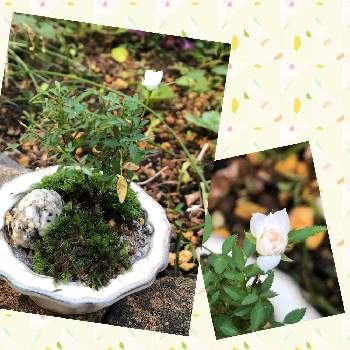 極姫バラ 鉢植えの画像 by みのやんzgerさん | 小さな庭と極姫バラ 鉢植えと今日のお花とミニ盆栽と今朝の一枚と花のある暮らしと豆盆栽