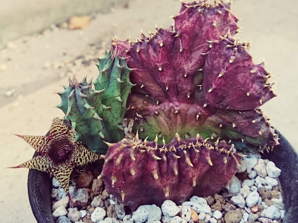 フェルニア スタペリオイデスの投稿画像 By テリーマンさん 綴化とガガイモ科と花のある暮らし 19月8月7日 Greensnap グリーンスナップ