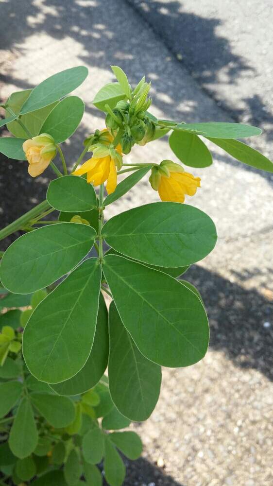 野の植物の投稿画像 By 愛でるさん 道端にてと野の草花と花のある暮らしとケツメイシとえびすぐさと生薬とマメ科 19月8月7日 Greensnap グリーンスナップ