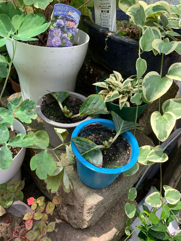 紫陽花 コンペイトウの投稿画像 By ゆずこしょうさん 手作りの庭と挿し木と紫陽花 アジサイ あじさいと鉢植えとガーデニングと花のある暮らし 19月8月7日 Greensnap グリーンスナップ