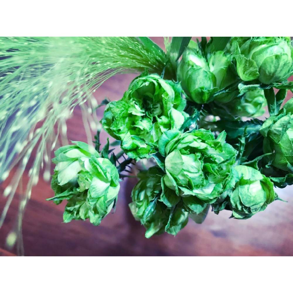 バラ オリエンタルエクレールの投稿画像 By 林檎さん 部屋と薔薇 とお花屋さんと花のある暮らしと薔薇 とお花屋さんと花のある暮らし 19月8月7日 Greensnap グリーンスナップ Greensnap グリーンスナップ