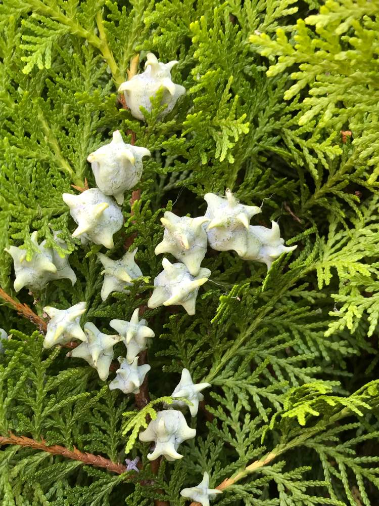 エレガンテシマの投稿画像 By ひめだかさん コノテガシワの種子とお出かけ先と葉が美しいと街路樹と変わった実 と地植えと散歩中と葉が美しいと街路樹と変わった実と地植えと散歩中 19月8月7日 Greensnap グリーンスナップ Greensnap グリーンスナップ