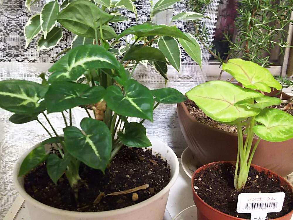 シンゴニウムの投稿画像 By きよさん 花のある暮らし 19月8月7日 Greensnap グリーンスナップ