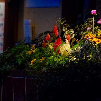 人形町の投稿画像一覧 Greensnap グリーンスナップ