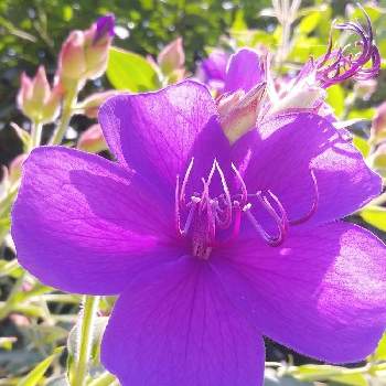 スパイダーフラワーの投稿画像一覧 Greensnap グリーンスナップ