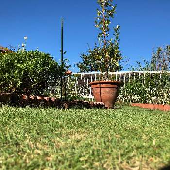 癒しのグリーンスポットの画像 by 森Café さん | 小さな庭と芝生とスズメの食卓と芝生の庭と庭のある暮らしと癒しのグリーンスポット
