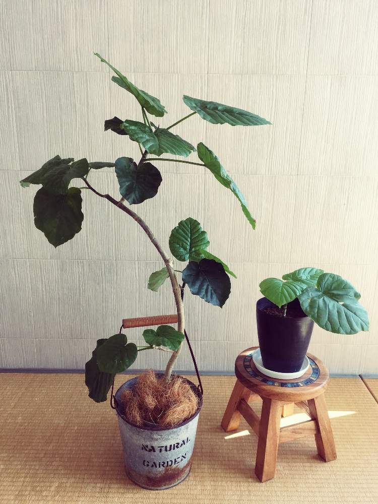 ウンベラータが嫁ぐまで Greensnap グリーンスナップ