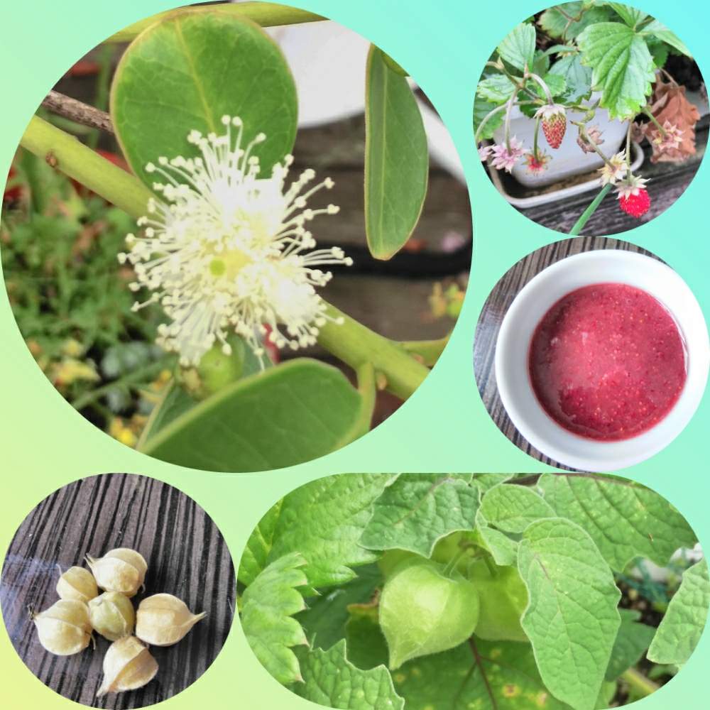 ワイルドストロベリーの投稿画像 By 蘭菊 さん グァバと食用 ほおずきと花のある暮らしと植中毒と北海道から 19月8月8日 Greensnap グリーンスナップ