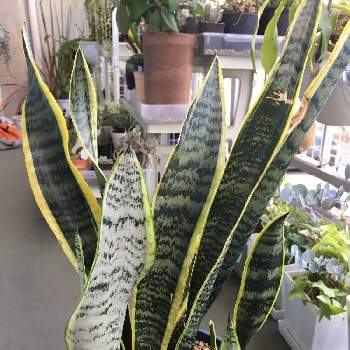 100均サンスベリアの投稿画像一覧 Greensnap グリーンスナップ