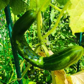 曲がったキュウリの投稿画像一覧 Greensnap グリーンスナップ