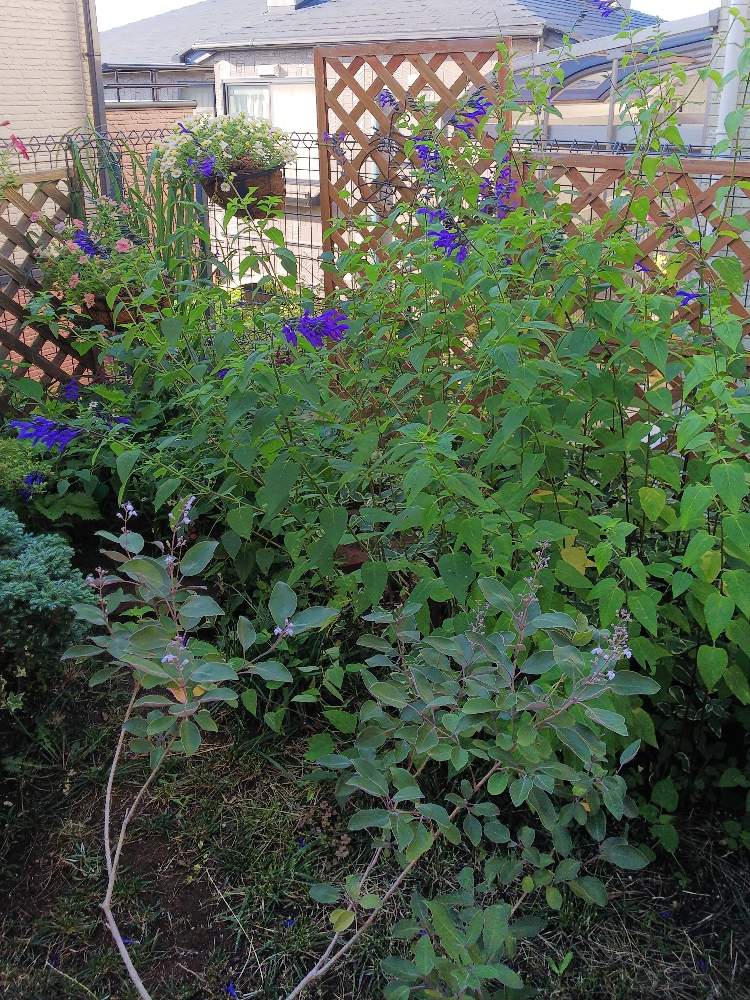 サルビア ガラニチカ メドーセージ の投稿画像 By クッキーさん 小さな庭と長い間咲き続ける花とブルーのお花とハーブと涼しげな花色と花のある暮らしと小さなお庭と長い間咲き続ける花とブルーのお花とハーブと涼しげな花色と花のある暮らしと小さなお庭 19月8月8日 サルビア ガラニチカ メドーセージ の投稿画像 By クッキーさん 小さな庭と長い間咲き続ける花とブルーのお花とハーブと涼しげな花色と花のある暮らしと小さなお庭と長い間咲き続ける花とブルーのお花とハーブと涼しげな花色と花のある暮らしと小さなお庭 19月8月8日