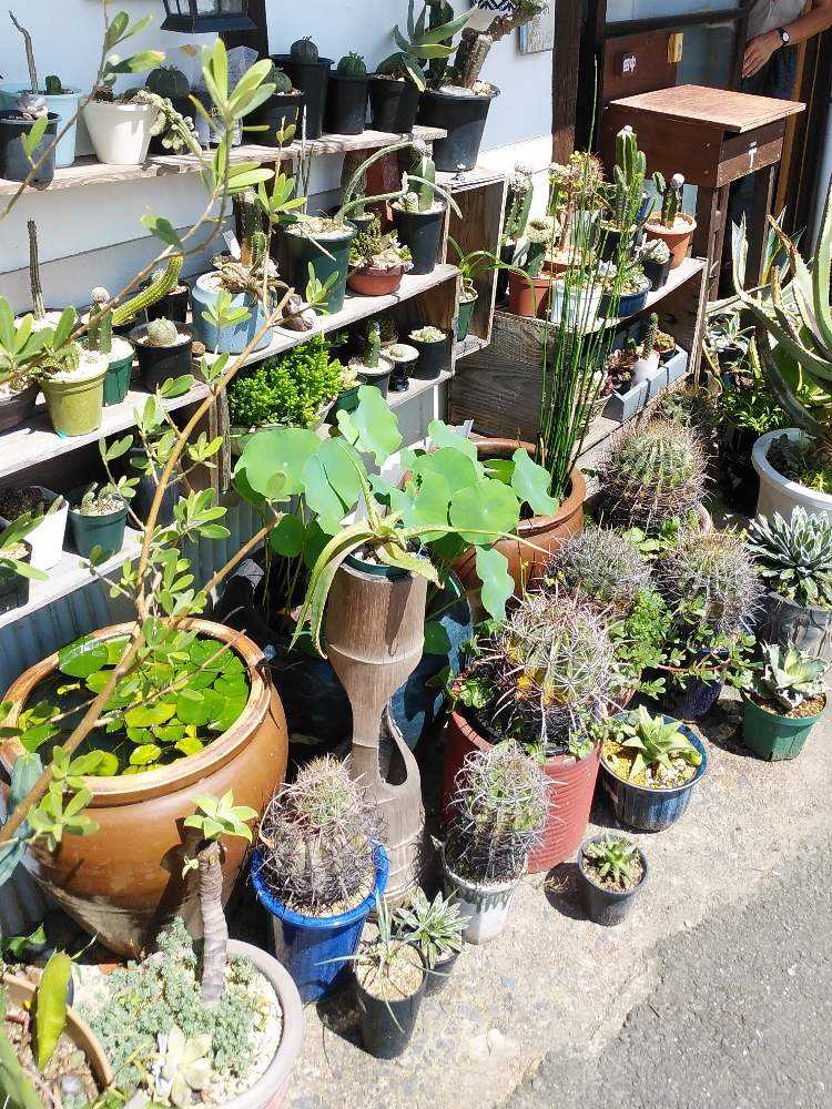 多肉植物屋たなかまる Greensnap グリーンスナップ
