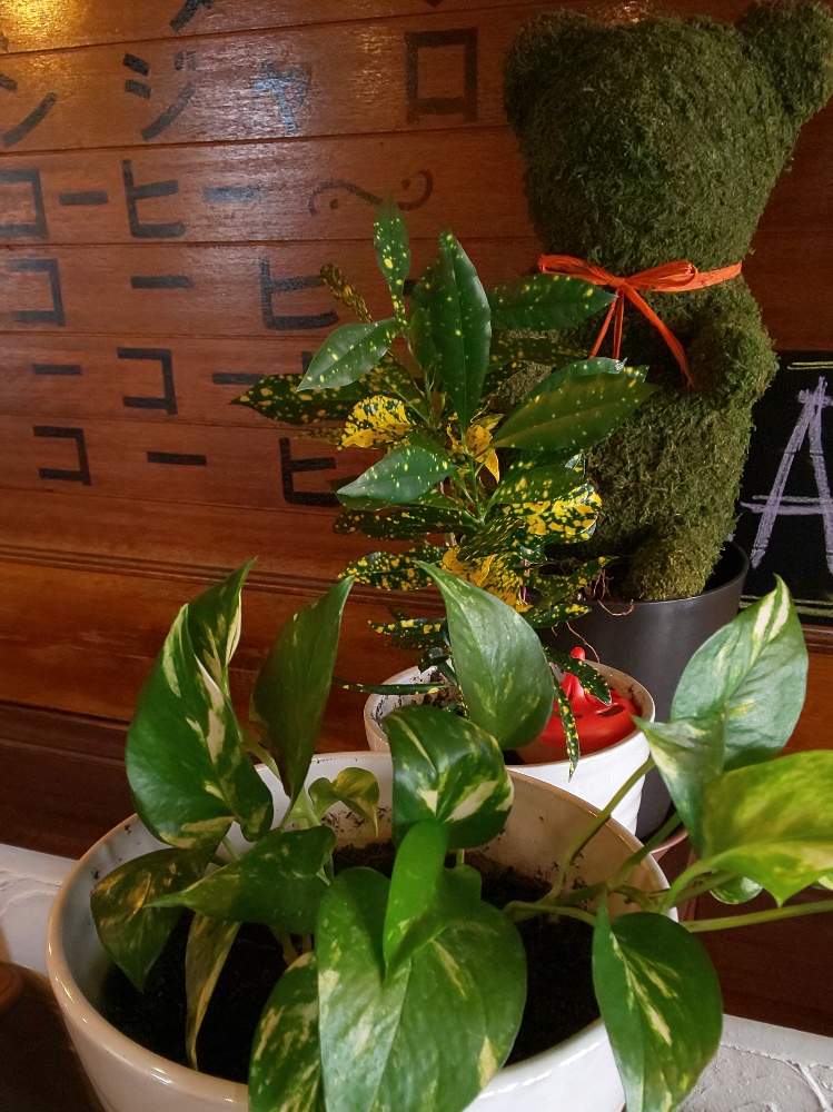 アオキバクロトンの投稿画像 By アスカ瑞穂さん ポトスと観葉植物と喫茶店 19月8月8日 Greensnap グリーンスナップ アオキバクロトンの投稿画像 By アスカ瑞穂さん ポトスと観葉植物と喫茶店 19月8月8日 Greensnap グリーンスナップ