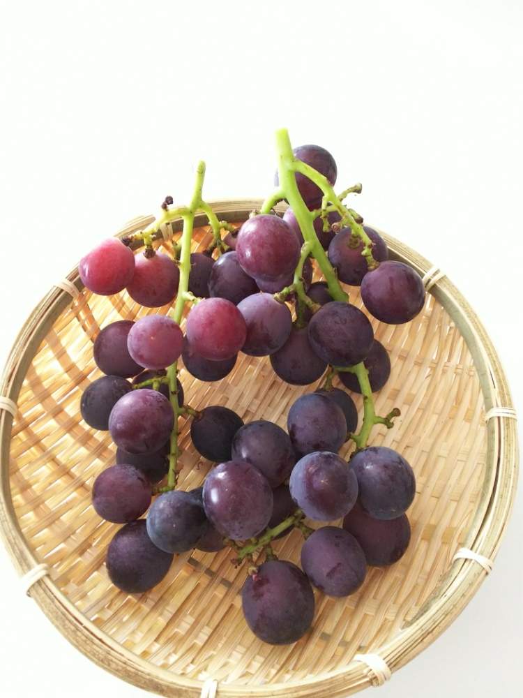 巨峰の投稿画像 By Tkmさん ブドウと家庭菜園と鉢植え 19月8月8日 Greensnap グリーンスナップ