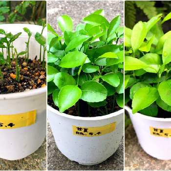 食べた果物の種から育てるの投稿画像一覧 Greensnap グリーンスナップ