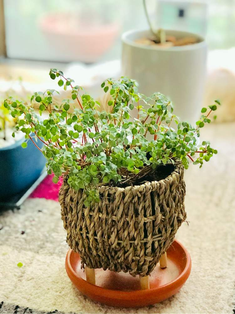 ピレア グラウカの投稿画像 By Haruさん 観葉植物と初心者と室内育ちとポートレートと元気ないみたいとgreensnapmarcheとセリアの器 19月8月8日 Greensnap グリーンスナップ ピレア グラウカの投稿画像 By Haruさん 観葉植物と初心者と室内育ちとポートレートと元気ないみたいとgreensnapmarcheとセリアの器 19月8月8日 Greensnap グリーンスナップ