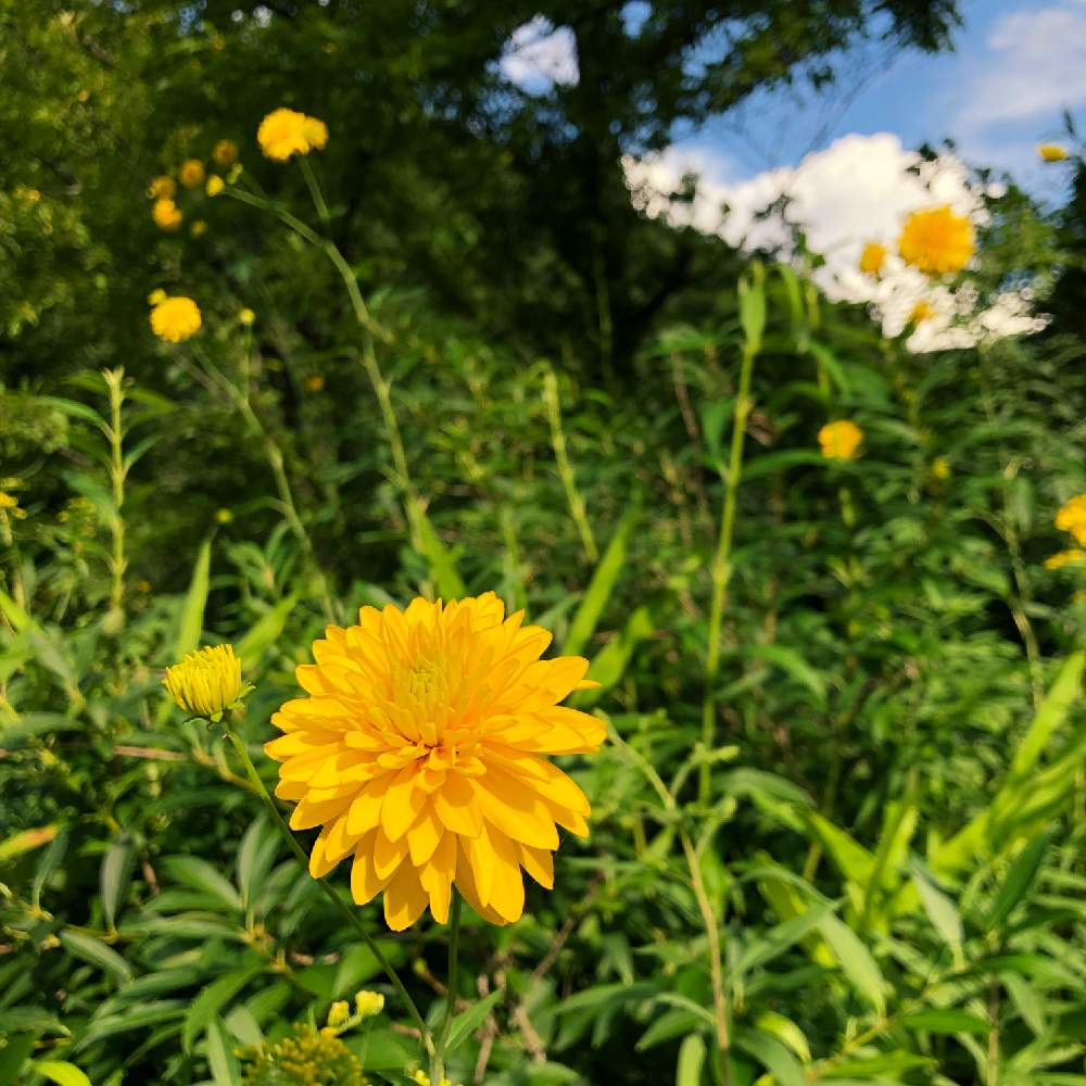 はるかしこさんの投稿画像 19月8月8日 Greensnap グリーンスナップ