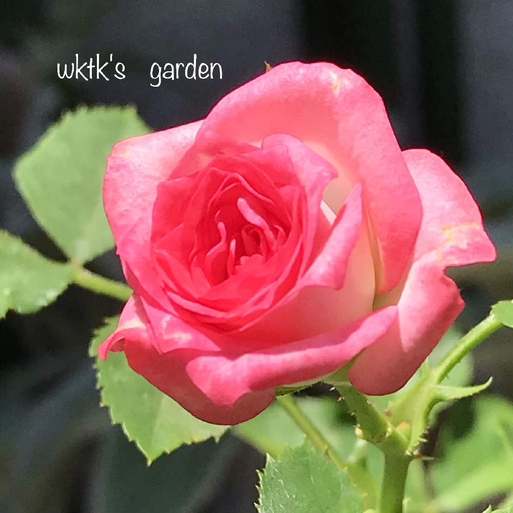ピンクワルツの投稿画像 By Wk Tkさん ばら バラ 薔薇と薔薇愛同盟と薔薇好きと薔薇に魅せられてと スプレーバラとバラ と夢clubと鉢植えとピンク色の花とバラが好きと薔薇 とバラ ミニバラとiphone撮影 19月8月8 日 Greensnap グリーンスナップ ピンクワルツの投稿画像 By Wk Tkさん ばら バラ 薔薇と薔薇愛同盟と薔薇好きと薔薇に魅せられてと スプレーバラとバラ と夢clubと鉢植えとピンク色の花とバラが好きと薔薇 とバラ ミニバラとiphone撮影 19月8月8 日 Greensnap グリーンスナップ
