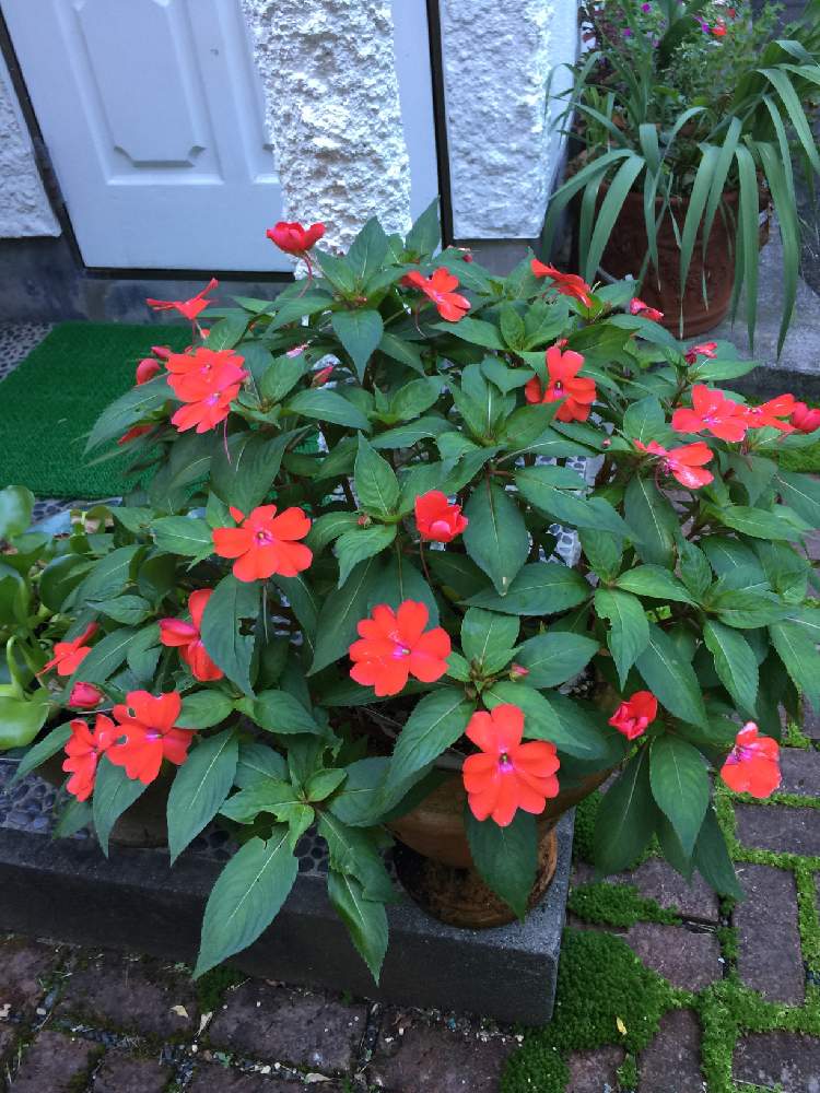 サンパチェンスの投稿画像 By Kuniさん ガーデニングと花のある暮らしと冬越し 19月8月8日 Greensnap グリーンスナップ