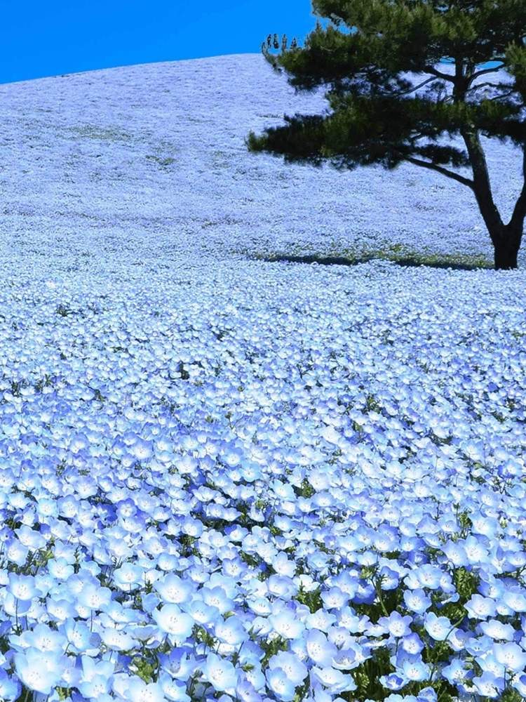 涼しげの投稿画像 By Sinobuさん 嬉しいときれいと美しいと癒されるとすずしいと花のある暮らしとかわいいと青空と花畑 と素敵とネモフィラとお出かけ先と涼しげと嬉しいときれいと美しいと癒されるとすずしいと花のある暮らしとかわいいと青空と花畑と素敵 19月8月8日