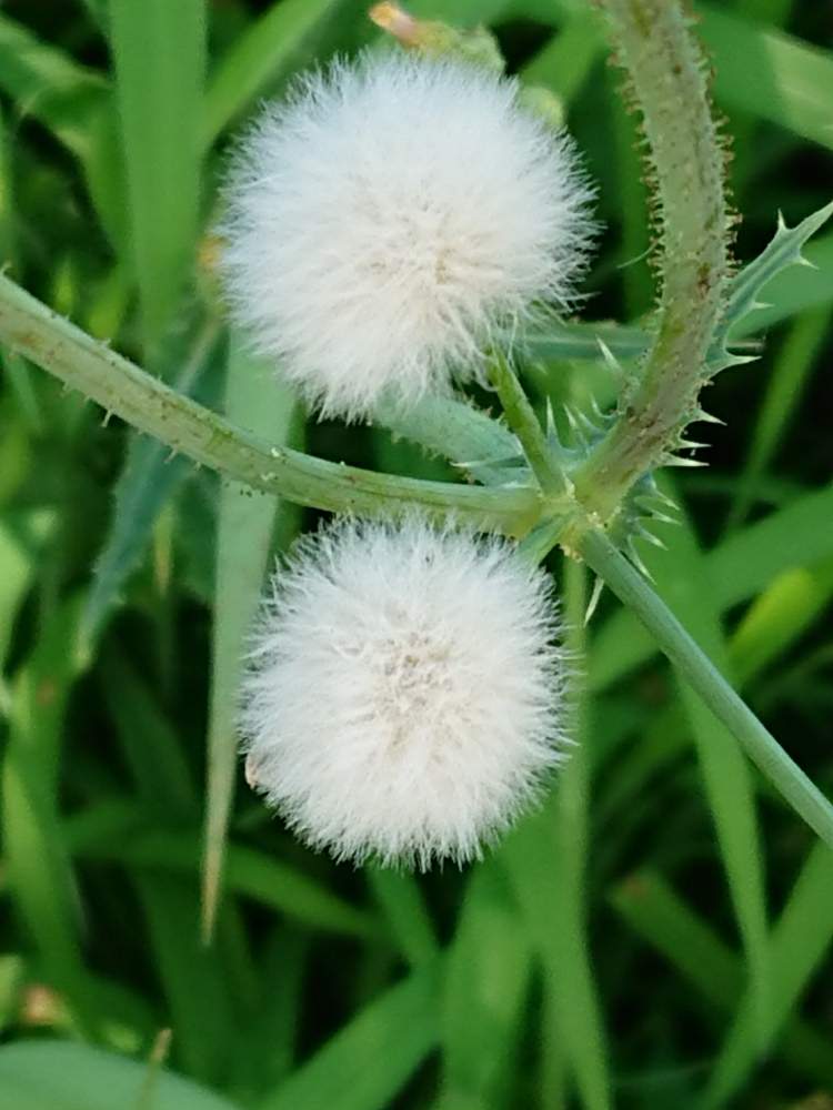 ノボロギクの綿毛の投稿画像 By フロちゃんさん 散歩道と雑草と白い花と花のある暮らし 19月8月8日 Greensnap グリーンスナップ