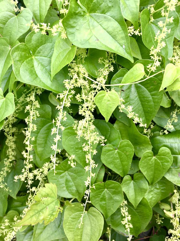 greensnap グリーンスナップ