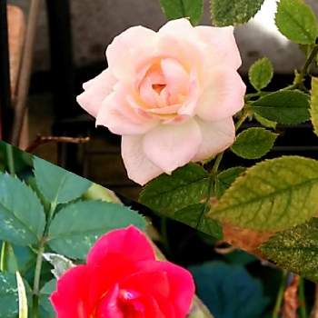 名前わからんの投稿画像一覧 Greensnap グリーンスナップ