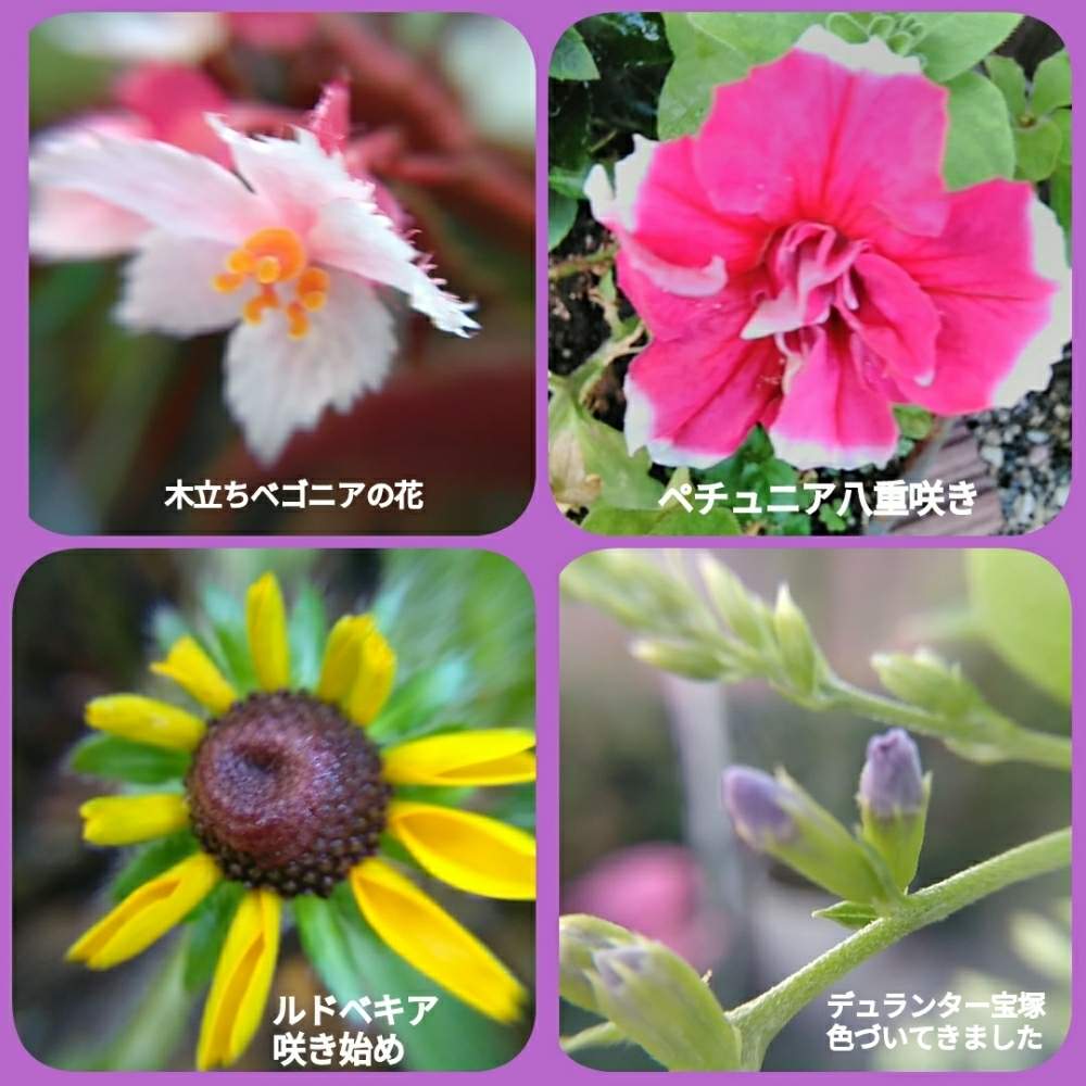 表の花壇の投稿画像 By メリーさん マクロレンズでと鉢植えと小さい花壇と小さい花と花のある暮らしと猫の額の花壇と狭い花壇と玄関先と地植え 19月8月9日 Greensnap グリーンスナップ