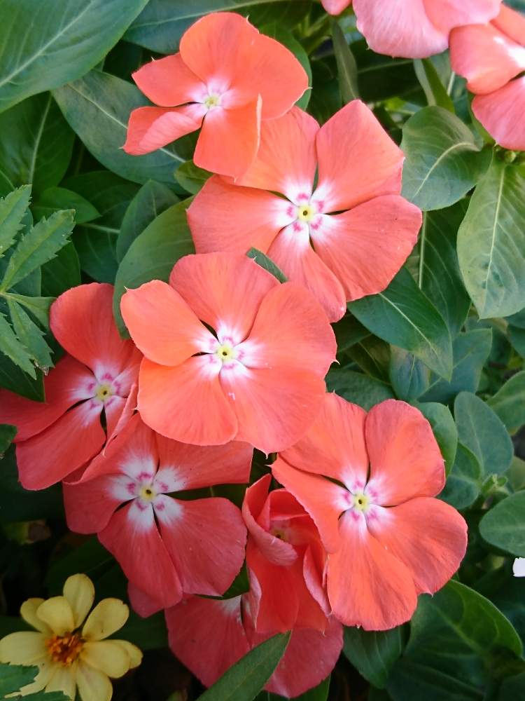 オレンジ色の花の投稿画像 By はるちっちさん ニチニチソウ とオレンジ色とガーデニングと花のある暮らし 19月8月9日 Greensnap グリーンスナップ