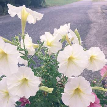 白の魅力❤の画像 by ラ♡ミントさん | 玄関と白の魅力❤と我が家へようこそと真っ白✨と元気になーれ☆と꒰ღ˘◡˘ற꒱かわゅ~と花のある暮らしと優しいキモチ
