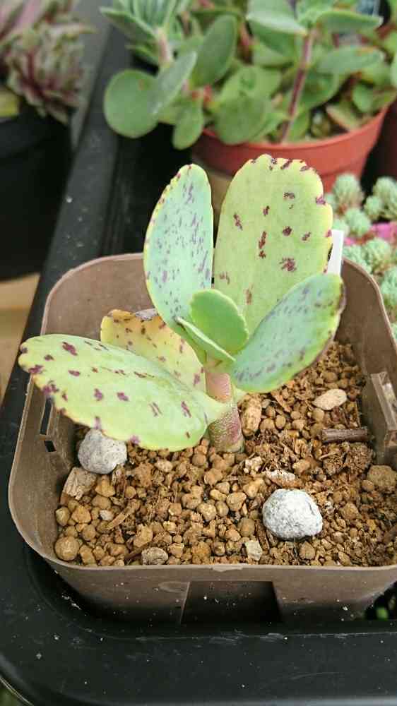 多肉植物 寄せ植え 紫と緑*3 solxsol｜【送料無料 】多肉植物の可愛い寄せ植えをギフトに