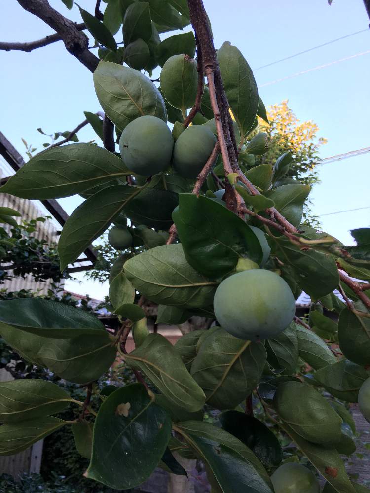 富有柿 ふゆうがき の投稿画像 By じゅじゅさん 19月8月9日 Greensnap グリーンスナップ