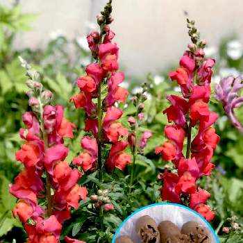 金魚草の種の殻は結構グロいの投稿画像一覧 Greensnap グリーンスナップ