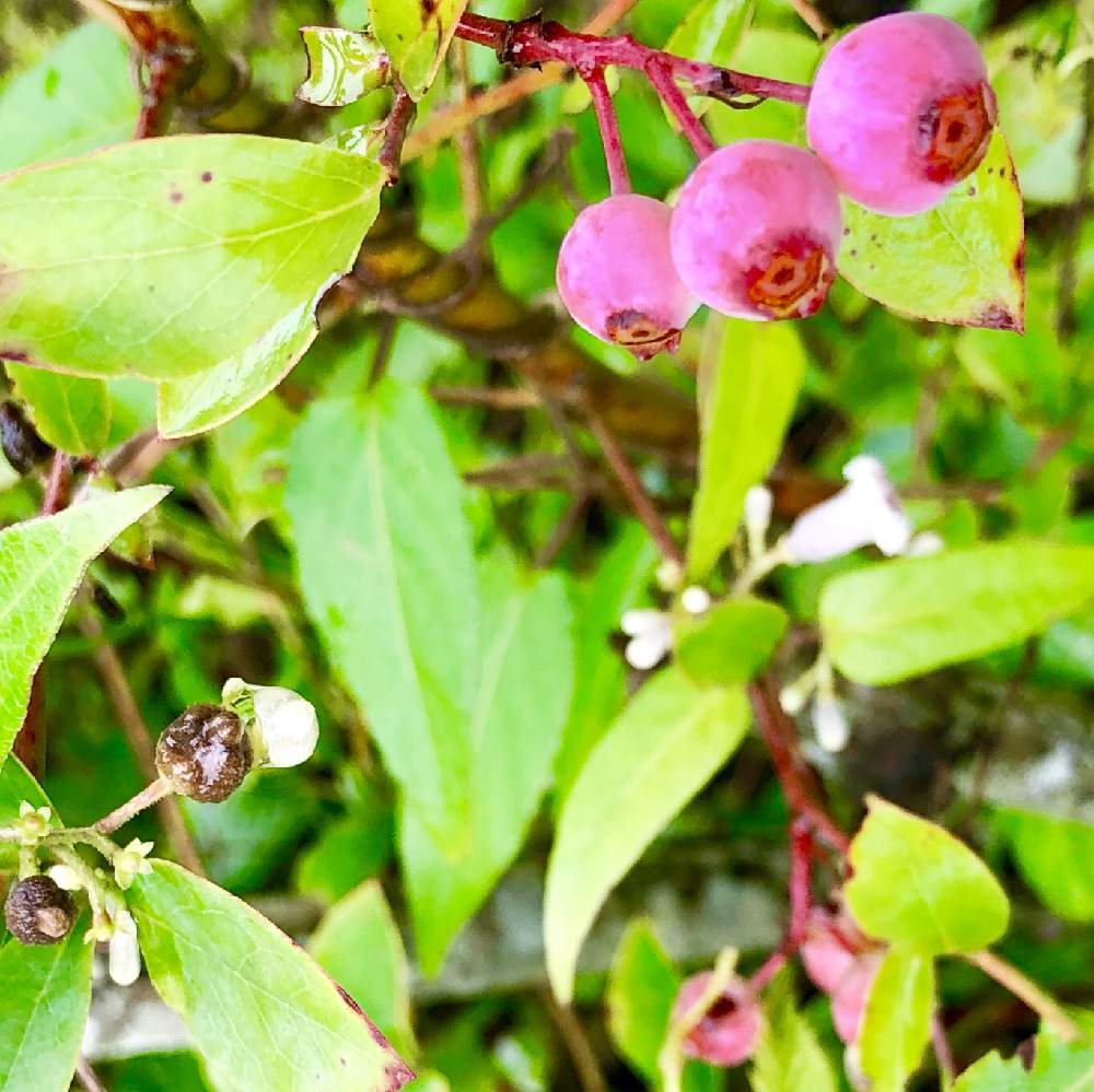 ブルーベリーの投稿画像 By 午後の庭さん 早乙女花とピンク色とピンク色の実と茶色い実と茶色の実と花のある暮らしと白色の花とミステリアスガーデン 19月8月9日 Greensnap グリーンスナップ