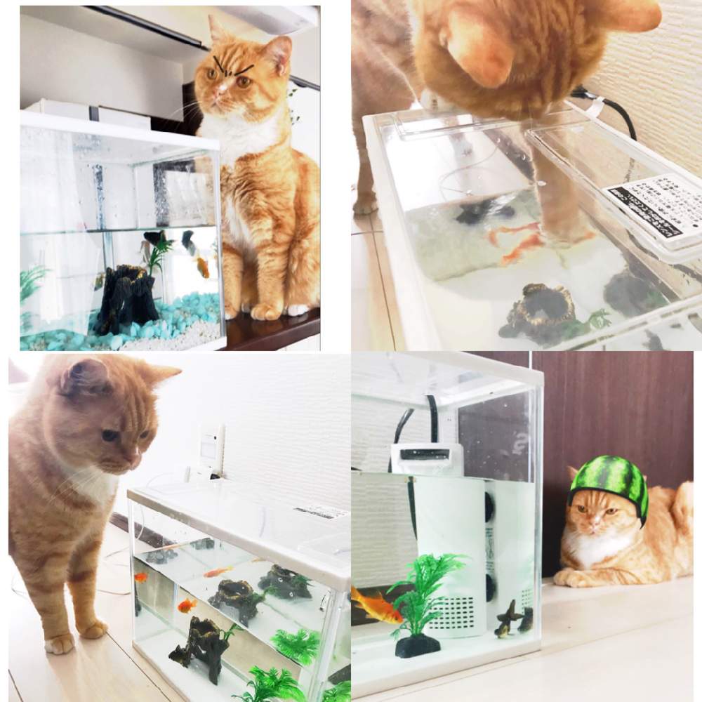 ネコ好きの投稿画像 By なつきackermann さん 金魚水槽とネコのいる暮らし 19月8月9日 Greensnap グリーンスナップ