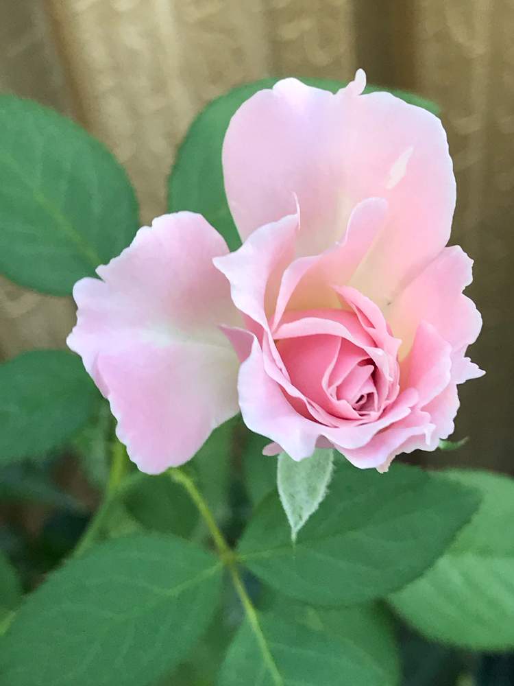 バラ ラマリエの投稿画像 By Hiro 151e さん ばら バラ 薔薇と挿し木とおきにいりとお庭の植物とバラの新苗と花のある暮らし 19月8月9日 Greensnap グリーンスナップ