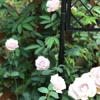 つるブルームーンの画像 by オグさん | 小さな庭と花が咲いたと夏の庭にてとつるブルームーンとつるバラと植中毒と今日の一枚と花のある暮らしと薔薇♪とバラ・ミニバラ