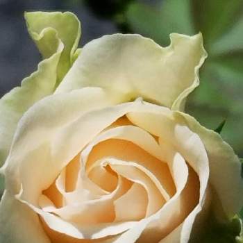 薔薇の初心者の画像 by takiさん | 小さな庭と薔薇好きと寄せ植えと可愛いお花とミニバラ寄せ植えと薔薇の初心者と花のある暮らしと花が好き