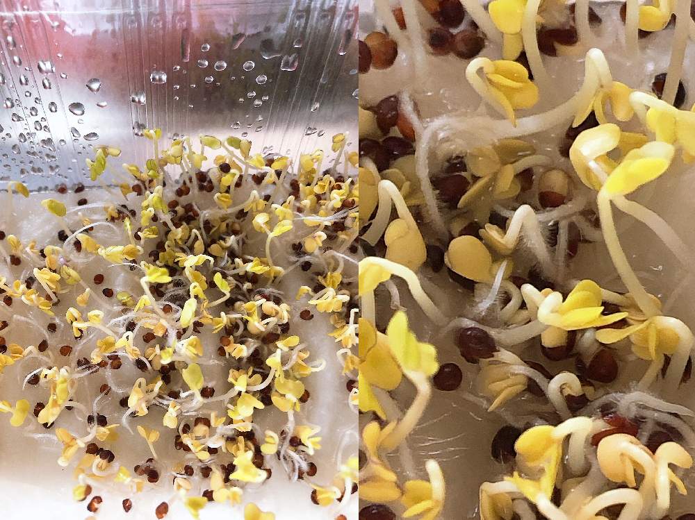 ブロッコリースプラウトの投稿画像 By Ga さん 猫好きとgreenが好きと虫の声と食すと猫が食べても良いのか と晴れてるやんと元気になーれ と台風くる と蝉鳴いてる と家庭菜園奮闘日記 19月8月9日 Greensnap グリーンスナップ