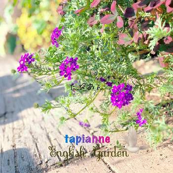 カラークローバーティントガーネットの画像 by イングリッシュガーデンさん | 小さな庭とタピアンとカラークローバーティントガーネットとかわいい♡と寄せ植えとGS映えと綺麗なお花とお庭の植物と可愛いと花のある暮らしとかわいいな♡と色合いがキレイ