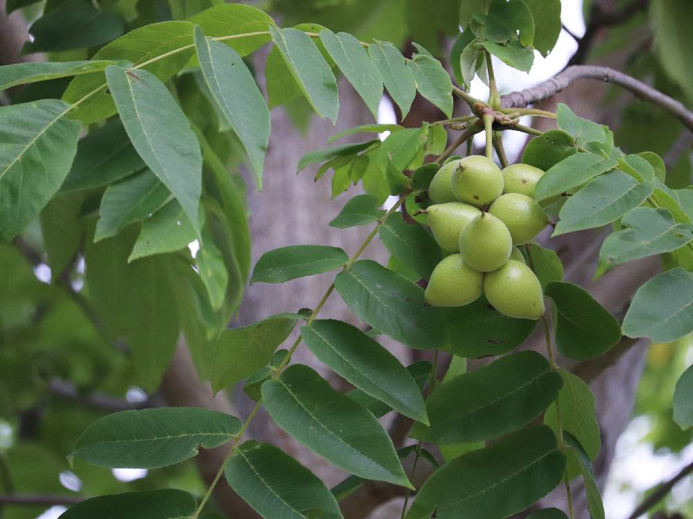 クルミ 皮の処理と殻の剥き方 Greensnap グリーンスナップ