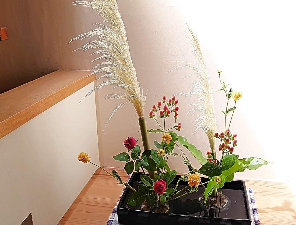 バラの投稿画像 By ほりーさん パンパスグラスとヒペリカムとタニワタリと姫ひまわりと盛花とお稽古と池坊と自由花といけばな と花のある暮らしと階段 廊下とほりーいけばなと盛花とお稽古と池坊と自由花といけばなと花のある暮らしとほりーいけばな 19月8月9日