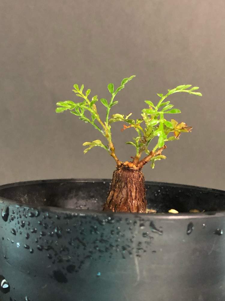 頑張れ の投稿画像 By Hittyyさん オペルクリカリアと美しい葉とオペルクリカア パキプスとコーデックスと緑のある暮らしとパキプス と塊根植物と静かな夜 と綺麗な色 と葉の美しい植物とパキプス根ざしと美しい緑と緑大好き とmonet 19月8月9日 Greensnap