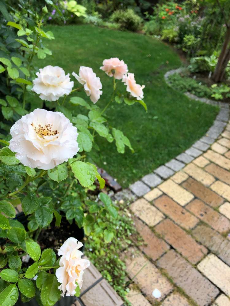 小さな庭の画像 by rosa  sさん | 小さな庭と芝生とツイッギーズローズとばら バラ 薔薇とピンクの花と鉢植えと芝生の庭と北海道でも越冬しますと花のある暮らしと北海道