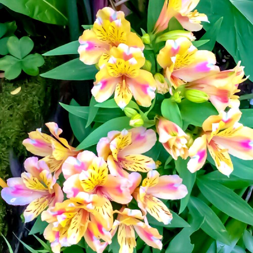 アルストロメリアの投稿画像 By 花さん 球根植物と黄色い花と花のある暮らしとヒガンバナ科と食中毒 19月8月10日 Greensnap グリーンスナップ
