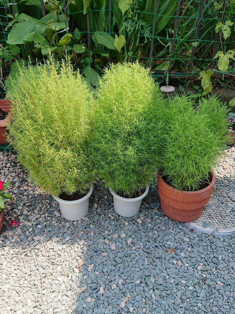 コキアの投稿画像 By 真由美さん スマホ撮影とコキア ほうき草 とgs映えとしぞーか勢とgs日和とgsのみなさんに感謝 とガーデニングと小さな庭 とgreen Up とバルコニスト 19月8月10日 Greensnap グリーンスナップ