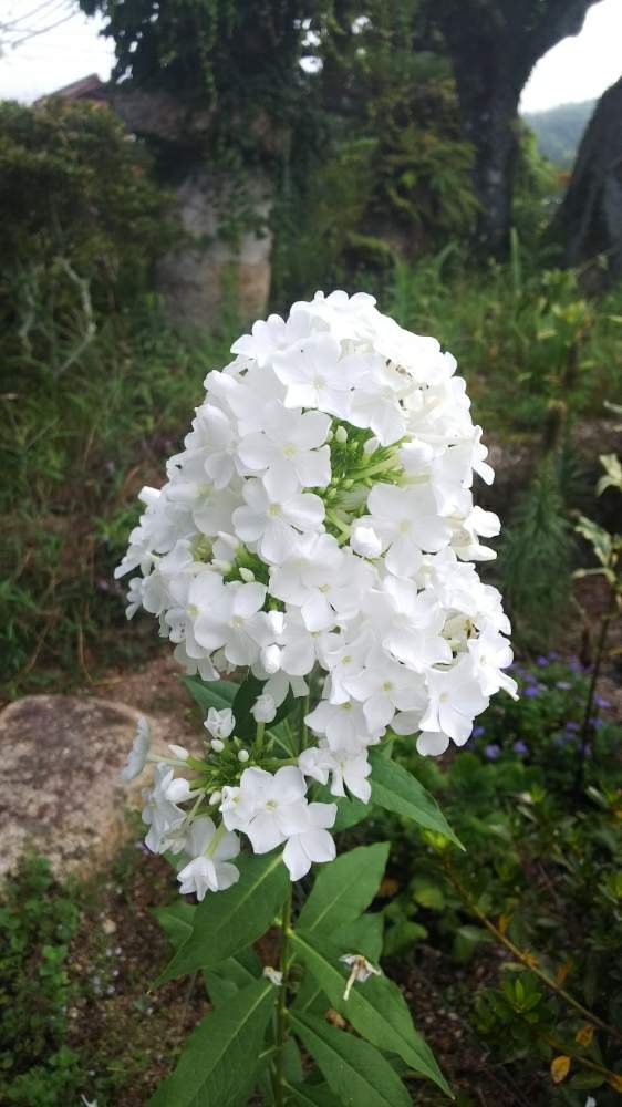 ボタニカルライフの投稿画像 By のぶりんさん 夏の花と宿根草 と花のある暮らしと白い花と地植え 19月8月10日 Greensnap グリーンスナップ
